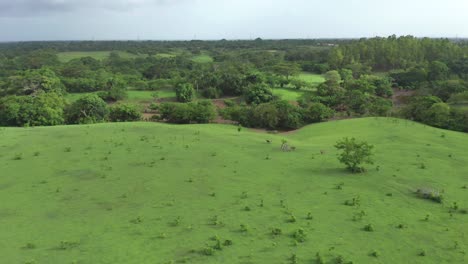 animals in wetlands clearings, dominican republic. aerial backward