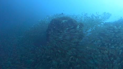 huge school of fusiliers swirling and moving around a rock pinnacle to avoid being eaten by a predator