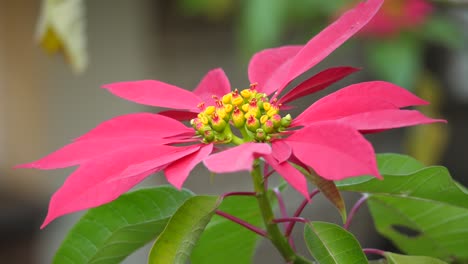 closeup of a red poinsettia flower in full bloom