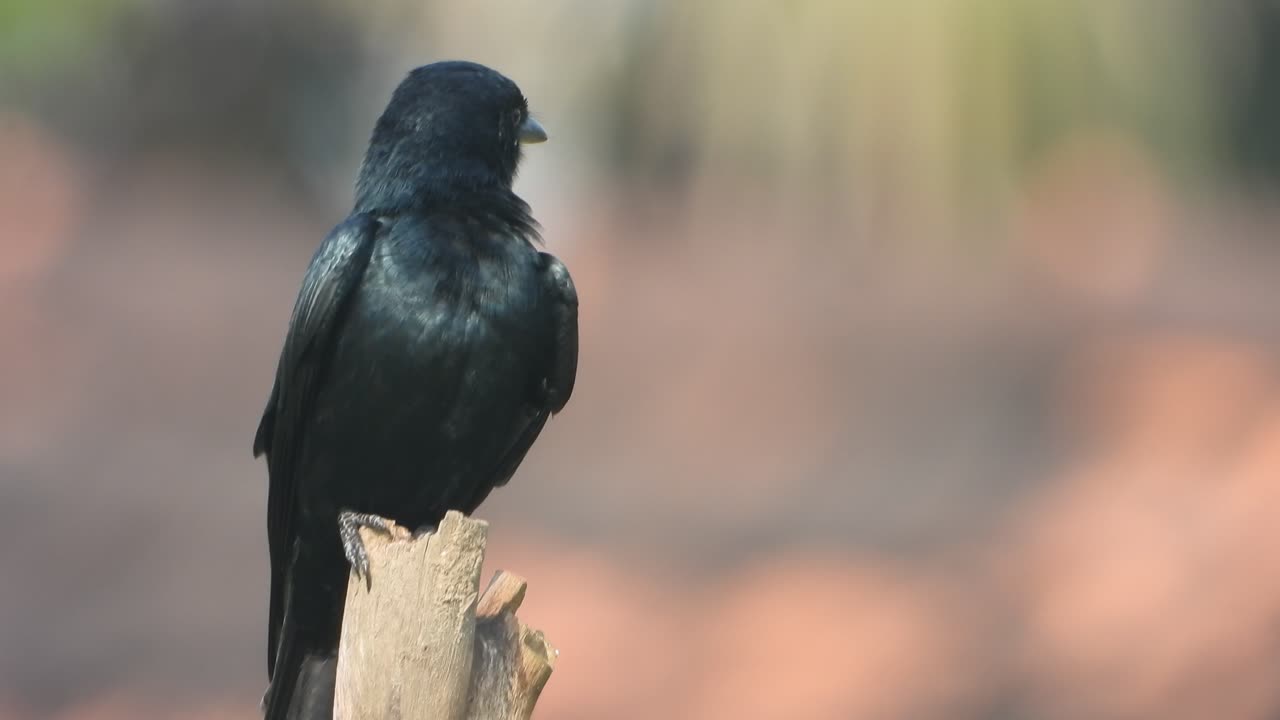 검은 . 눈 . 아버지