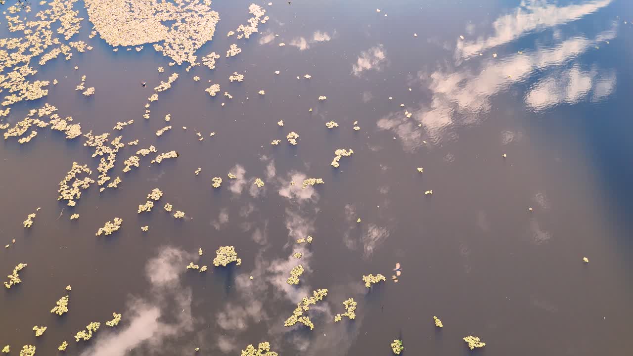 Aerial footage captures the serene wetlands with floating vegetation and reflective water under soft, natural lighting