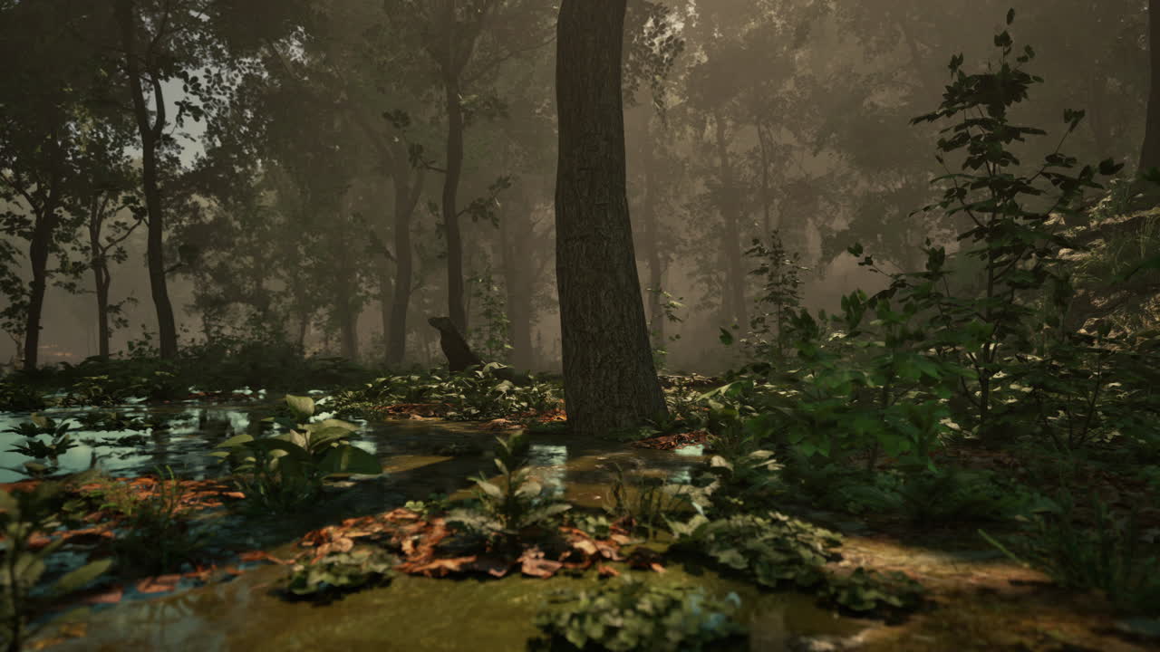 туманные лесные болота