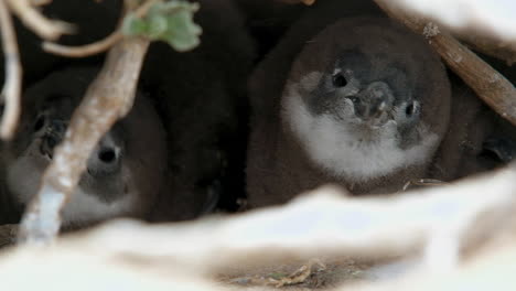 young black-footed penguin chicks in their protective burrow