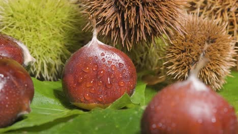 macro reveal shot hedgehog chestnuts and chestnut fruit on green leaves - concept