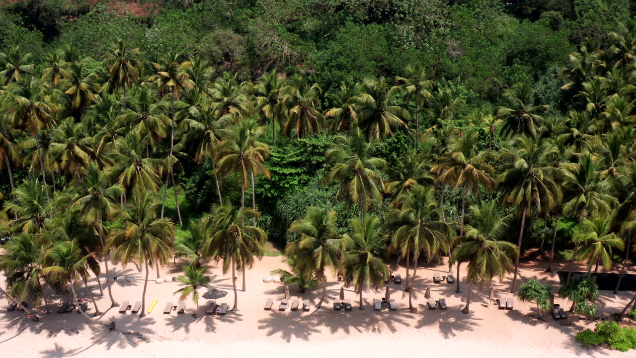 Drone flies slowly over dense palm tree forest near Silent Beach, capturing lush tropical greenery.