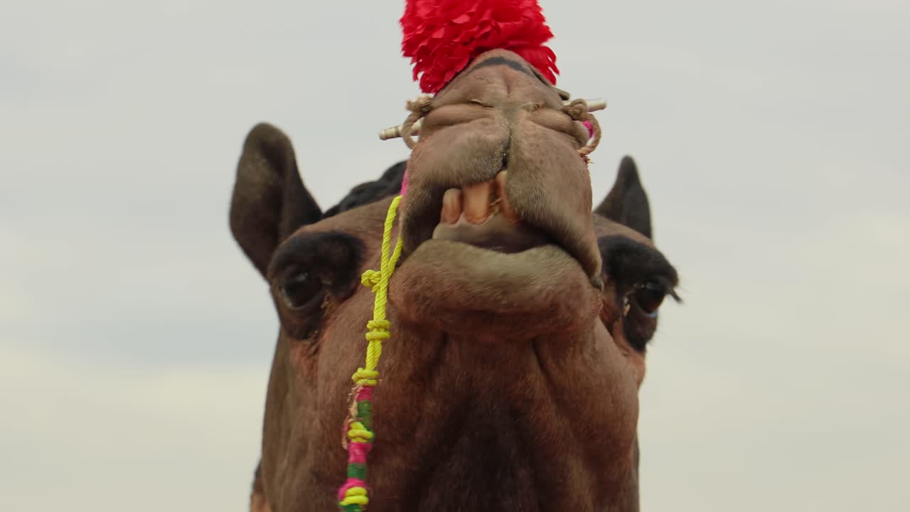 camellos en la feria de pushkar, también llamada feria de camellos de pushkar o localmente como kartik mela es una feria anual de varios días de ganado y cultural que se celebra en la ciudad de pushkar, rajasthan, india.