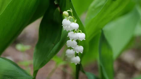 lily of the valley - convallaria majalis plant with white blooming flowers and green stems in late spring, macro in 4k