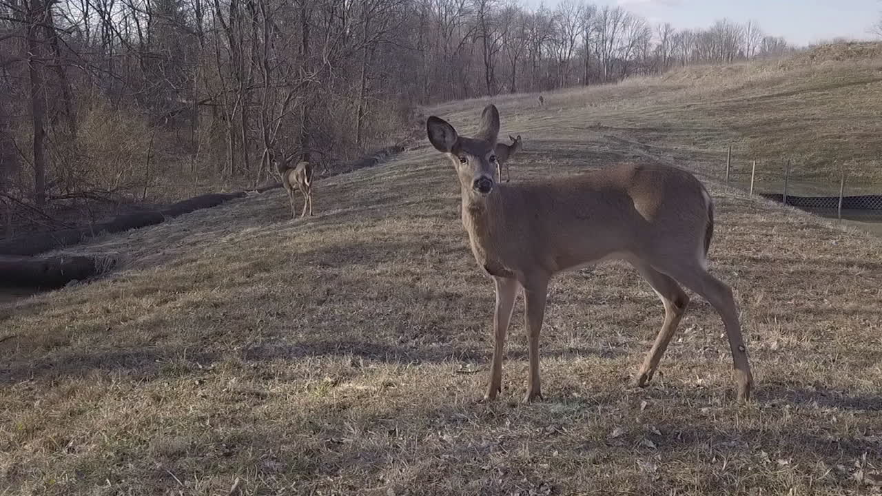 siguiente disparo de ciervo en el área del bosque