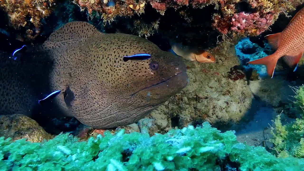 Close-up underwater footage of a giant moray eel in Mauritius. Fascinating marine predator, vibrant coral reef. Concept of ocean wildlife, diving. Ideal for nature documentaries, educational content.