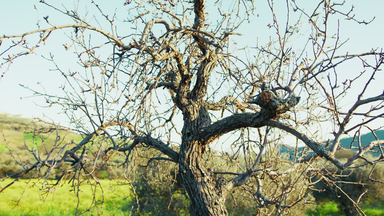 시골의 편안한 녹색 초원 앞에 건조한 나무