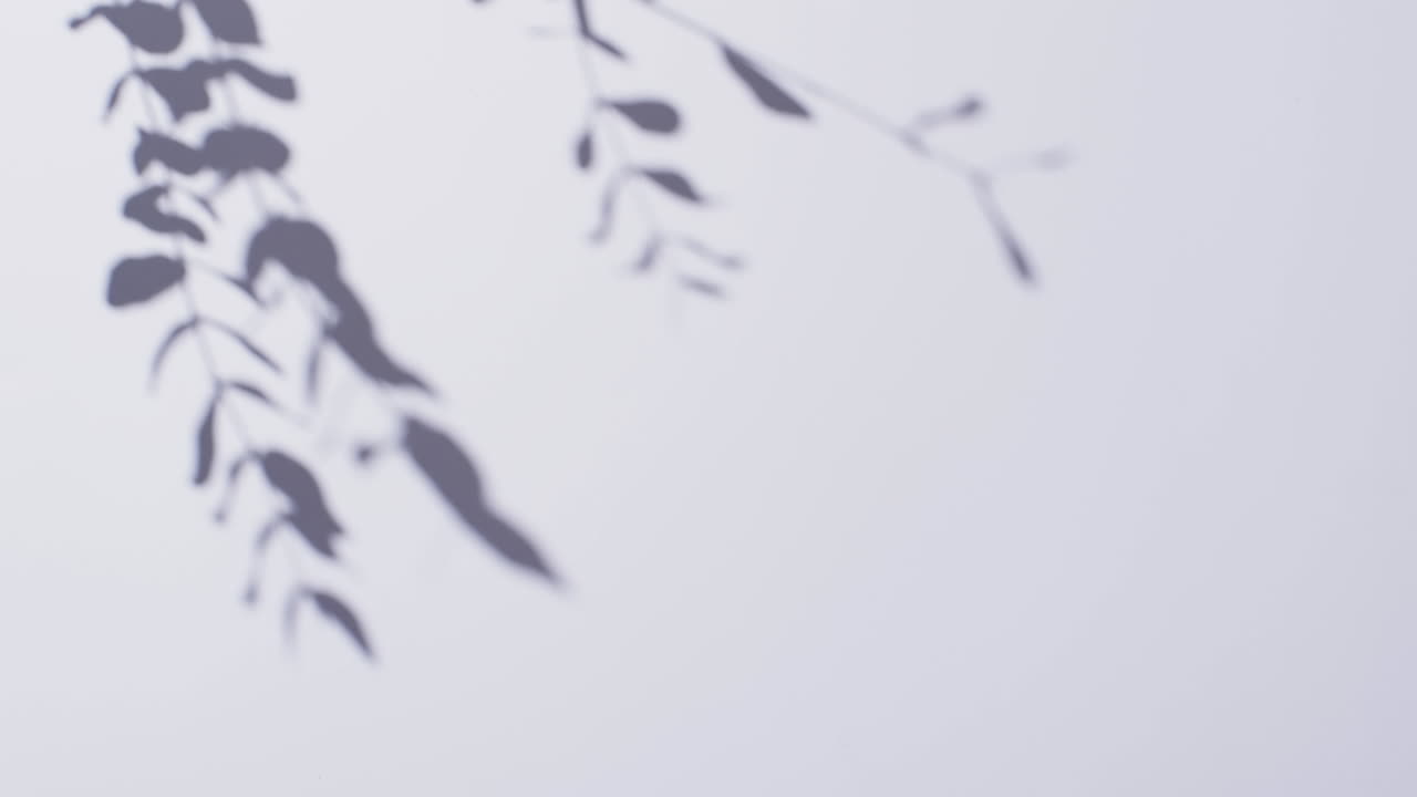 색 배경 위에 복사 공간과 함께 움직이는 잎과 함께 가지의 그림자의 애니메이션