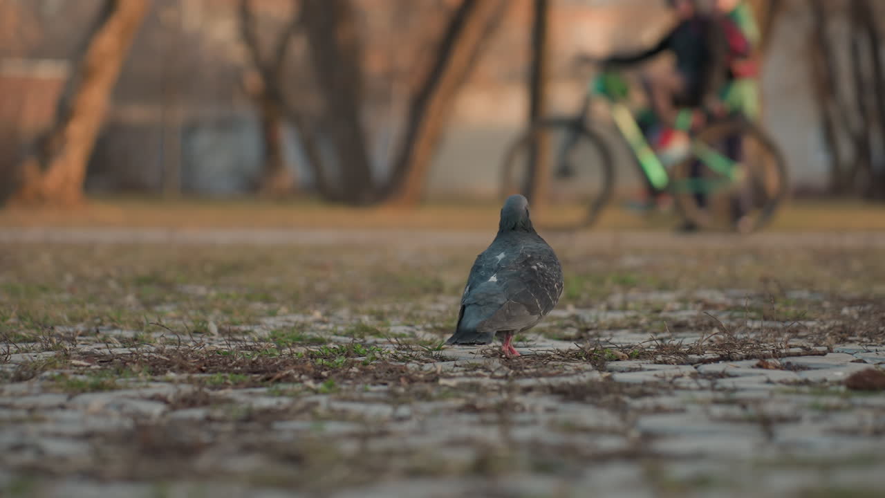 Close up of pigeon standing on cobblestone path pecking at ground with blurred background of pedestrians walking and person riding bicycle through urban park under warm sunlight
