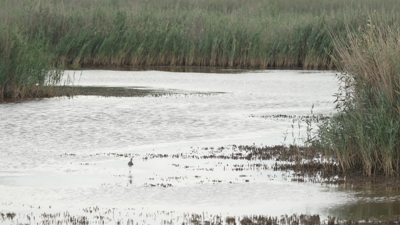 습지 에서 음식 을 찾고 있는 스 워커 의 넓은