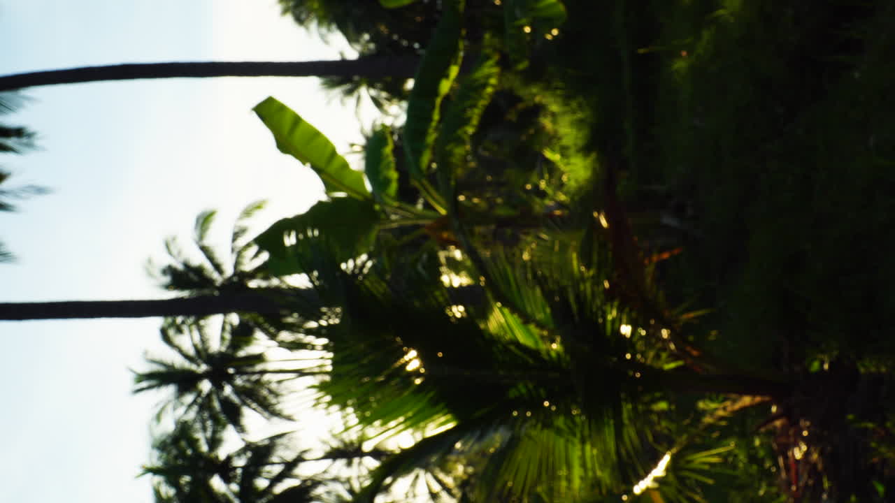 베트남에서 햇빛을 향해 열대 나무를 걷는 1인칭 시점