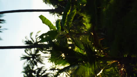 First-person-view-of-walking-through-tropical-trees-towards-the-sunlight-in-Vietnam