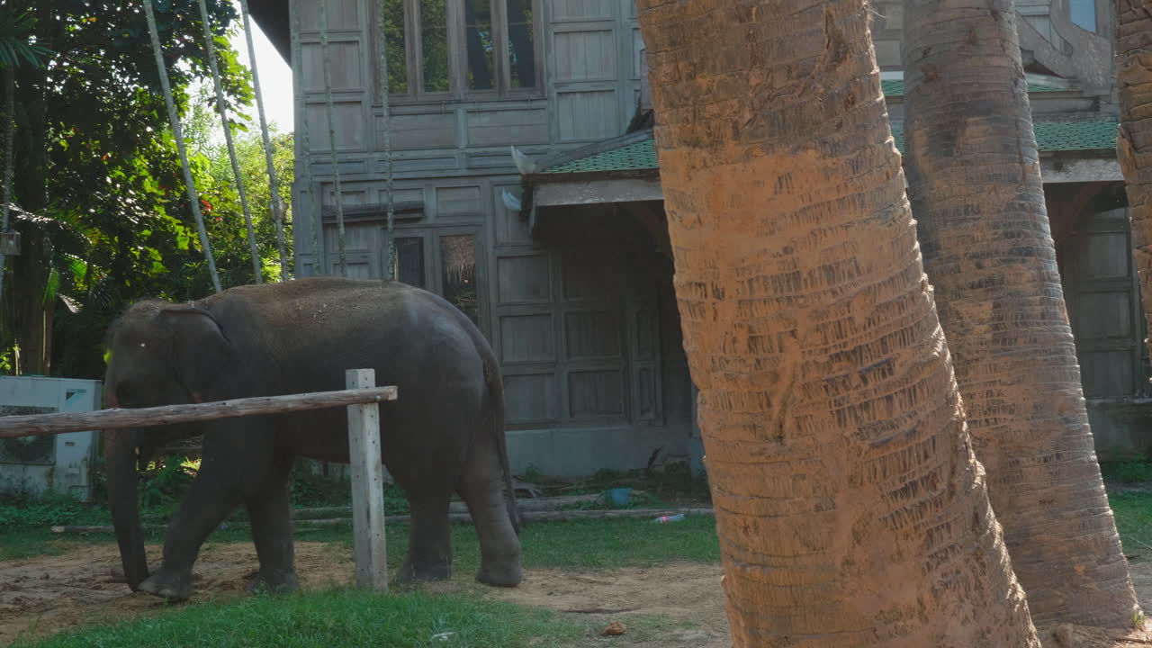 Elephants in a Thai Garden
