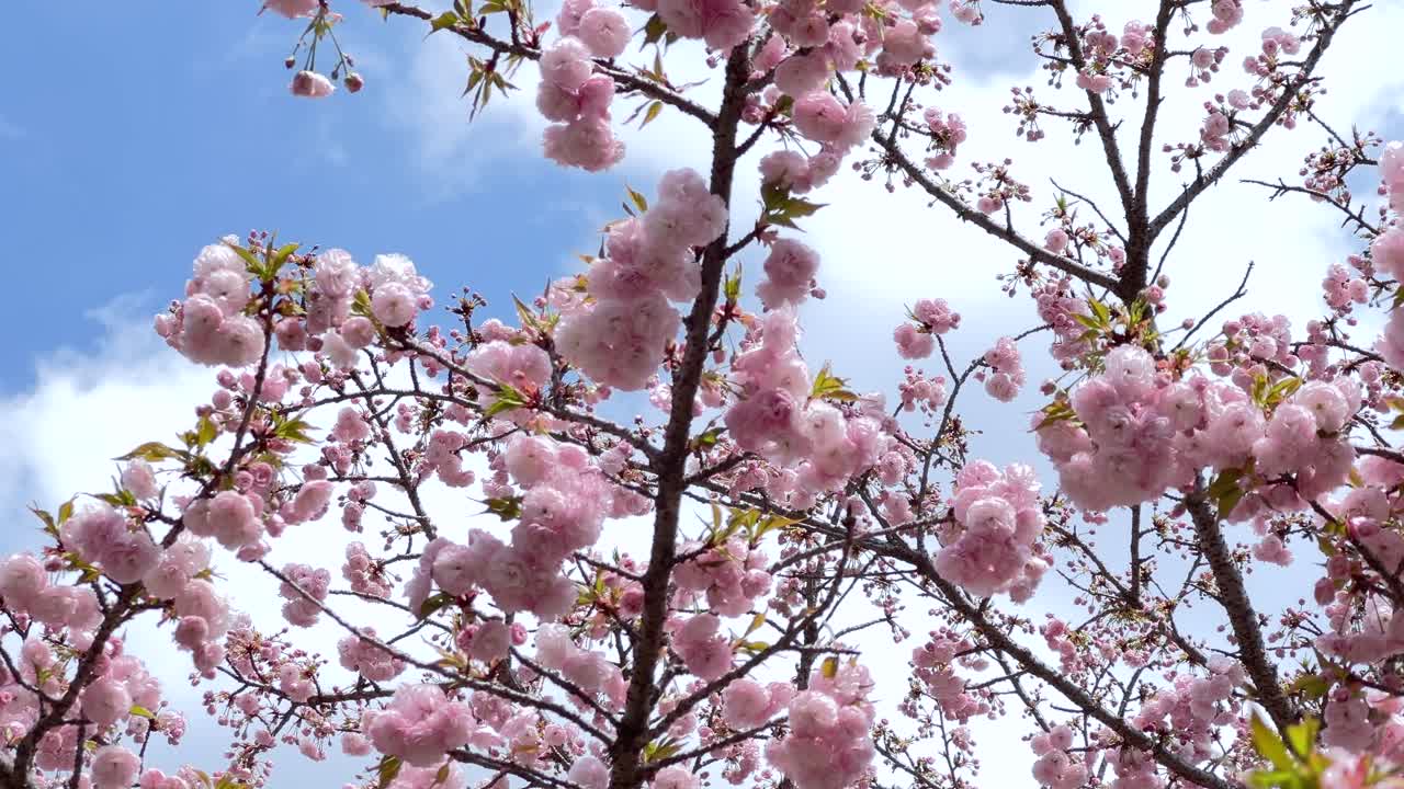 Beautifully full bloom cherry blossoms against blue cloudy sky