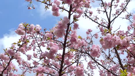 beautifully full bloom cherry blossoms against blue cloudy sky