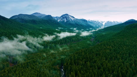 beautiful scenery of the mount rainer national park, washington state, the usa. evergreen pine trees cover the territory of reserve. top view.