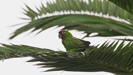 green red-headed parrot perched on a palm tree in miraflores, lima, peru