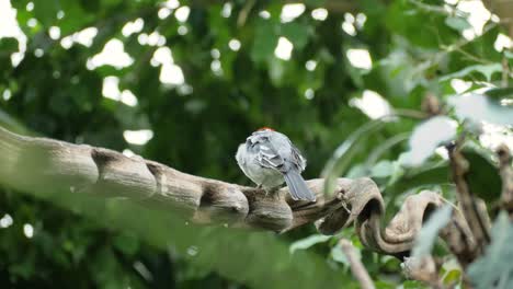 primer plano de un cardenal de capucha roja en una rama mirando hacia otro lado