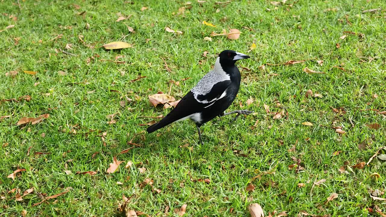 멜버른 공원 에서 풀 위 를 고 있는 마그피