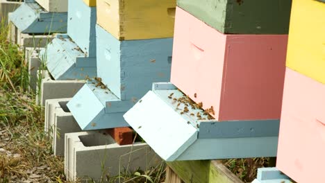 Bienen-Fliegen-In-Und-Aus-Bienenstöcken