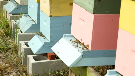 las abejas entran y salen de las colmenas