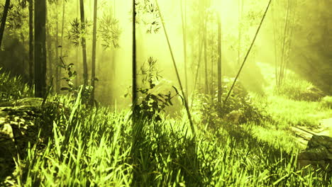Sunlight filters through bamboo in a serene green forest setting