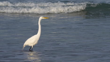 a great egret wading in the ocean surf foraging for food