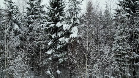 Invierno-Maravilloso-Bosque-De-Abetos-Blancos-Y-Suelo-Congelado,-Levante-El-Aire-Por-Drone