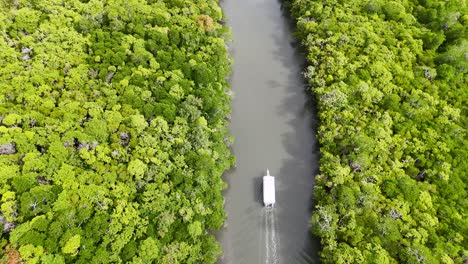 aerial view of a boat cruising through a dense mangrove-lined river under bright daylight, showcasing vibrant green foliage