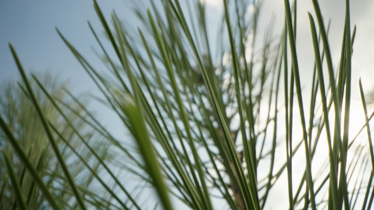 소나무 가지 클로즈업