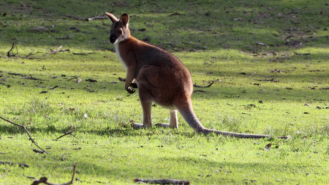canguro comienza a orinar en el césped en cave beach park en jervis bay australia, tiro de mano estable