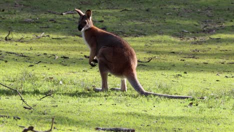 kangaroo starts urinating on the grass at cave beach park in jervis bay australia, stable handheld shot