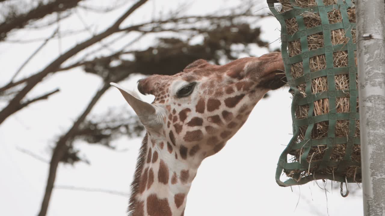 Giraffe eating leaves in slow motion