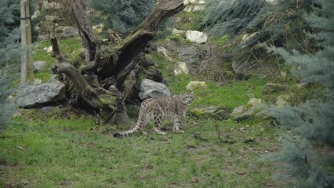 snow leopard in forest environment, looking around wide shot