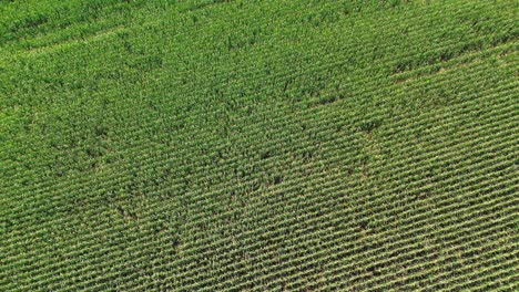 aerial-shot-of-lush-green-corn-fields,-4k