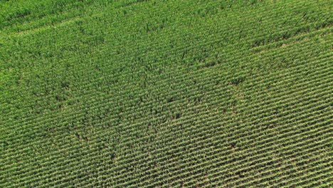 aerial shot of lush green corn fields, 4k