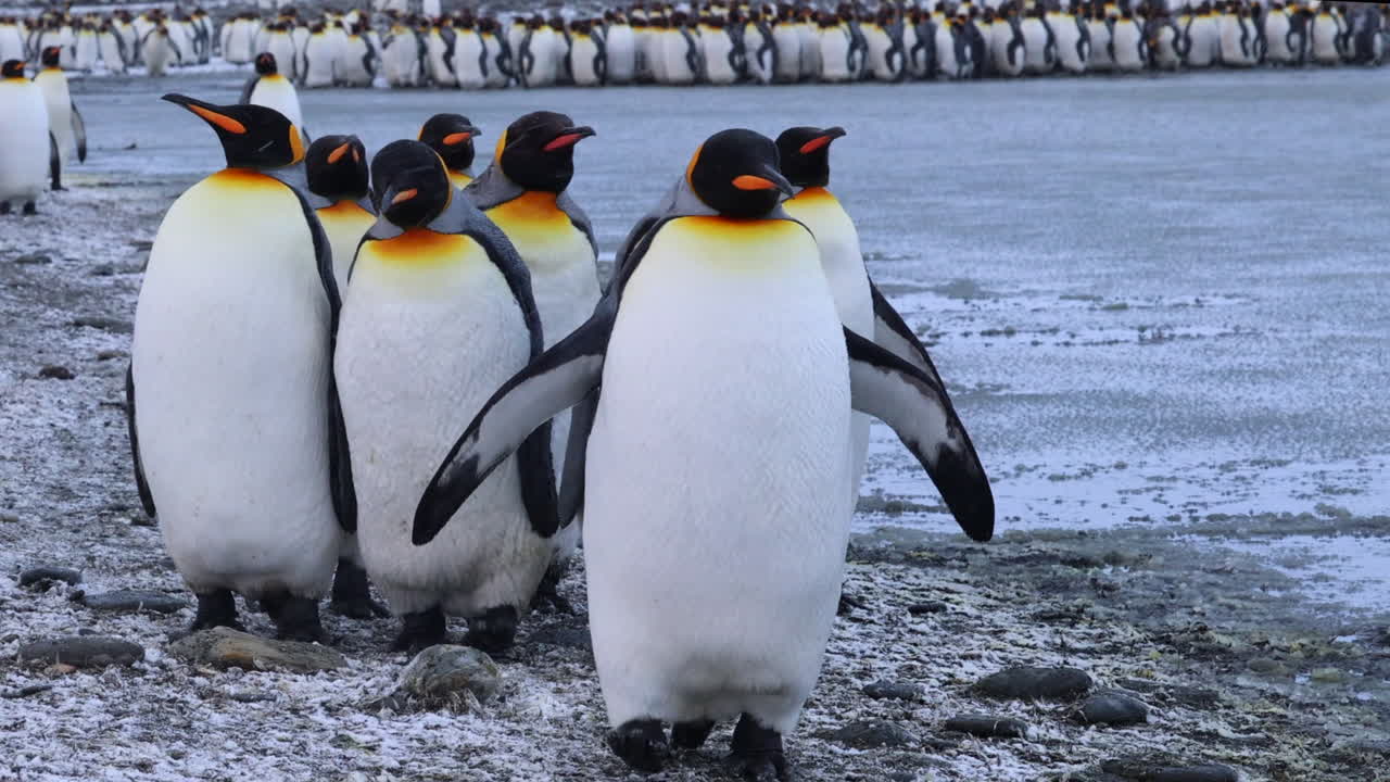 pingüinos rey cerca caminando hacia la cámara, georgia del sur