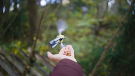 slomo of small bird landing on feeding hand in forest and leaving