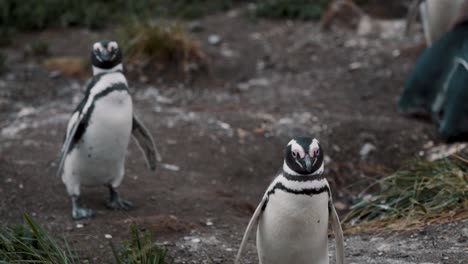 magellanic penguin walking around in isla martillo, tierra del fuego, argentina - close up