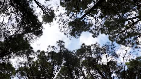 Lapso-De-Tiempo-De-Las-Nubes-Pasando-Por-Encima-Del-Bosque-De-Pinos,-Tenerife