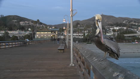 brown pelican taking off from the ventura pier in ventura california