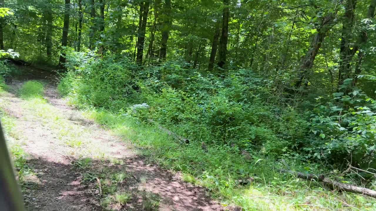 Riding ATV's on trails in the woods
