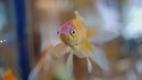 goldfish in aquarium