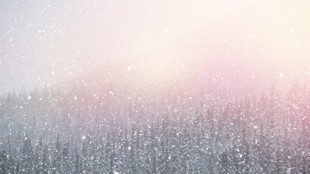 降る雪と杉の木