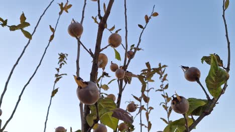 mespilus germanica, common medlar, large shrub tree in the rose family rosaceae. low angle tilt down, close up on fruits