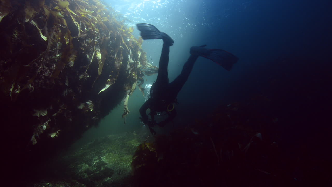 Cold water diver going by a nice reef on a dive in the Atlantic ocean in Percé, Québec, Canada