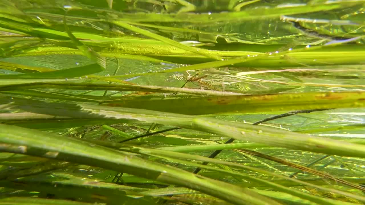 산 마르코스 강에서 텍사스 와일드 라이스의 수중보기